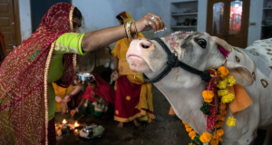 Sprinkling Yoghurt paste on Cow's Forehead