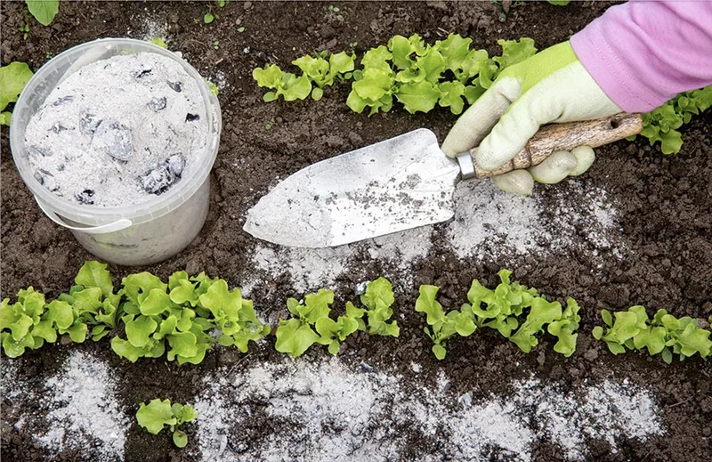 Use Ashes For Fertilizer