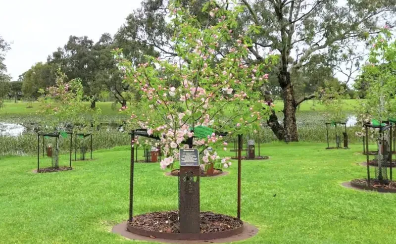 Plant a memorial tree