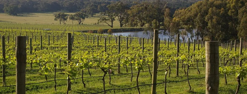 Scattered over a vineyard