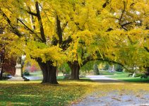 10 Important Cremation Vs Burial Pros & Cons You Should Consider