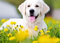 15 Things You Need To Consider Before Choosing Dog Cremation