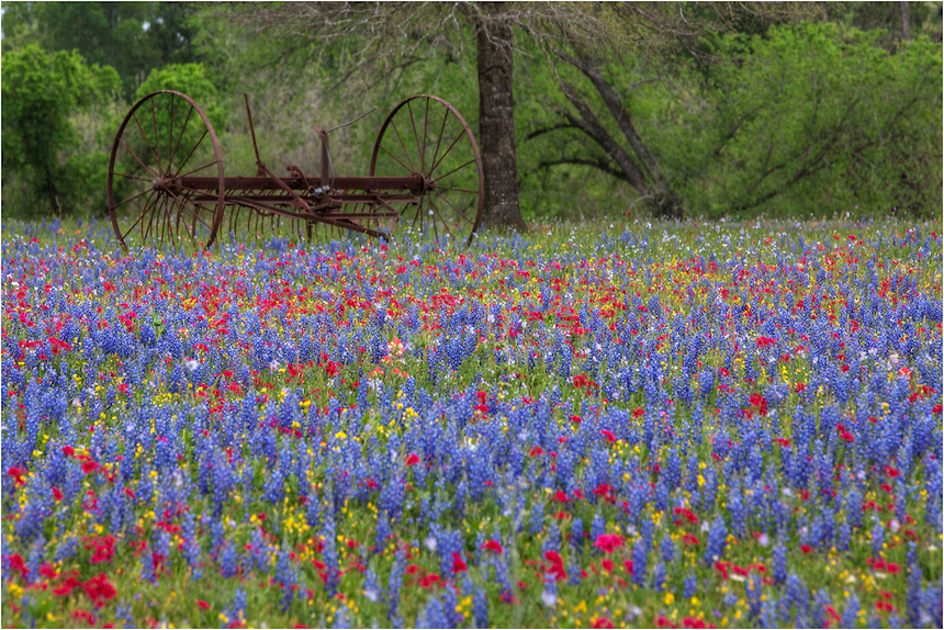 Wildflower Field