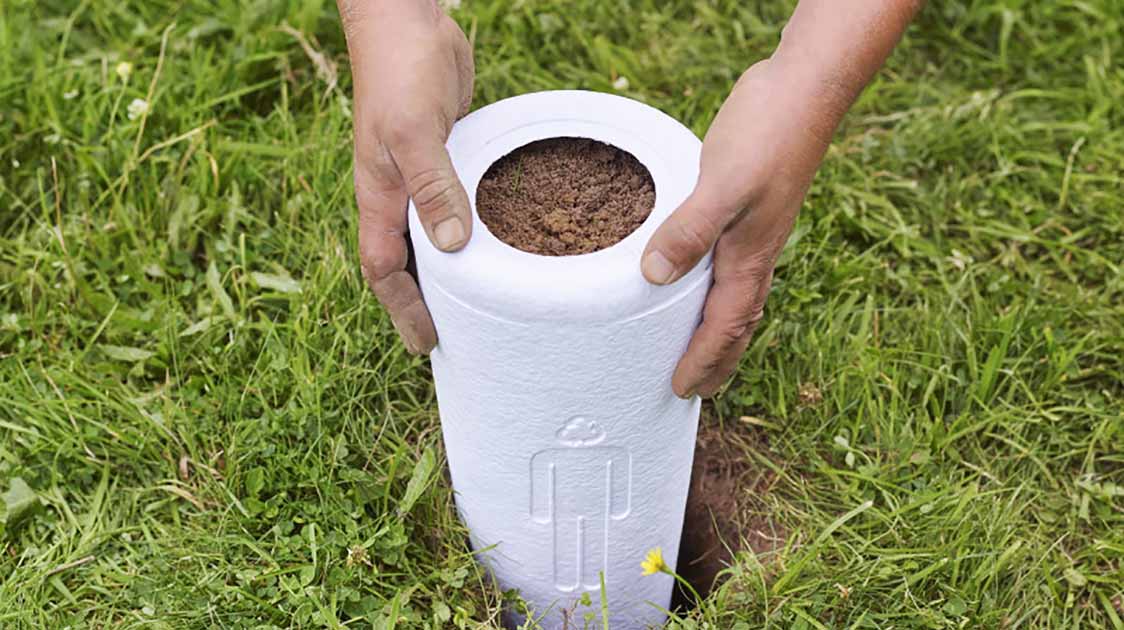 Dog ashes into clearance tree