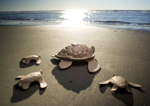 These 10 Biodegradable Urns Are Perfect For Water Burial These 10 Biodegradable Urns Are Perfect For Water Burial